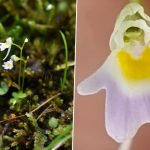 Uttarakhand Forest Department Discovers Rare Carnivorous Plant Utricularia Furcellata in Chamoli (See Pics)